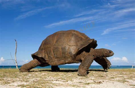 为什么选择去塞舌尔，都有哪些好玩的？3