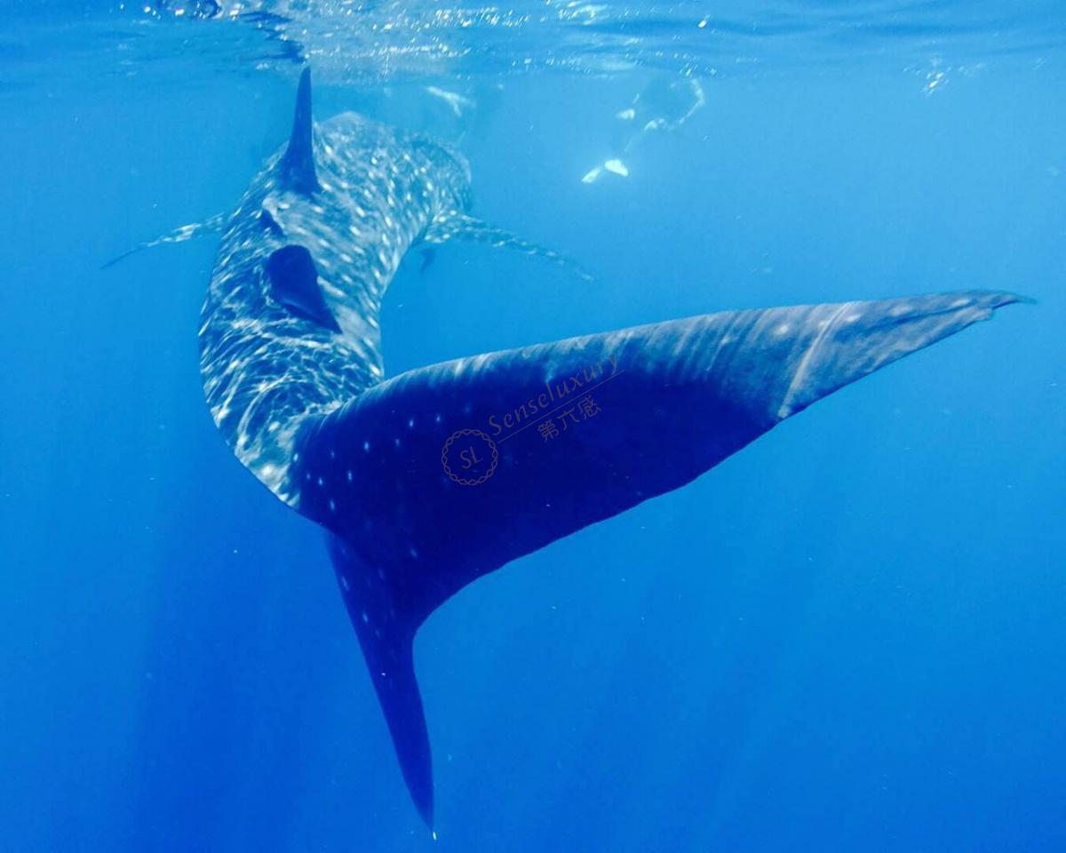 为什么选择去塞舌尔，都有哪些好玩的？7