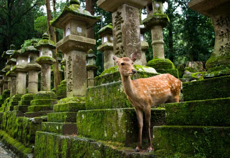 奈良这个地方怎么样?去旅行我们要注意什么?3