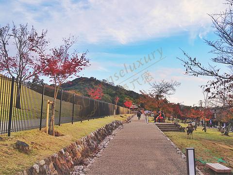 奈良这个地方怎么样?去旅行我们要注意什么?5