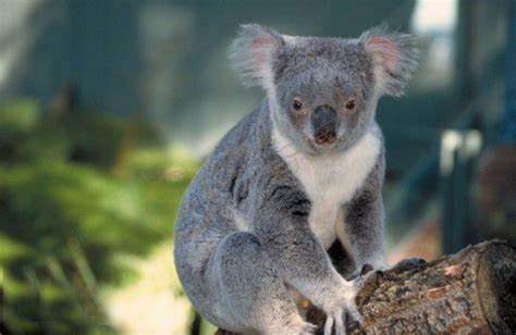 去墨尔本旅游，一定要买这几样特产！1