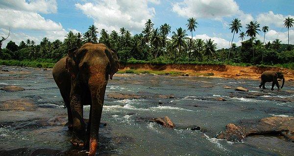 出国游玩，斯里兰卡是印度洋上值得一去的天堂6