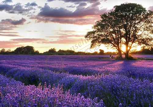 踏上普罗旺斯寻浪漫薰衣草之旅1