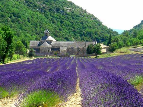 踏上普罗旺斯寻浪漫薰衣草之旅3