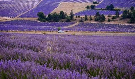 踏上普罗旺斯寻浪漫薰衣草之旅4