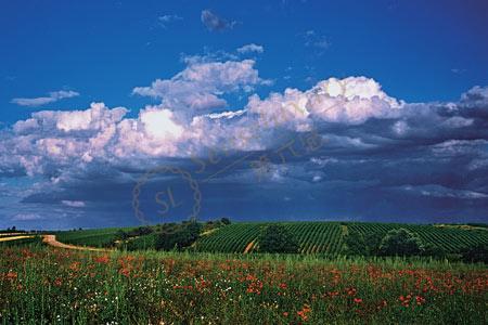 踏上普罗旺斯寻浪漫薰衣草之旅5