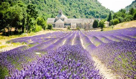 去普罗旺斯看薰衣草，一定要带上这篇旅游攻略1