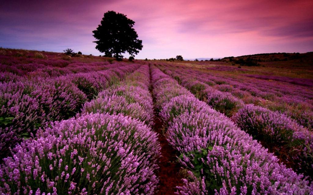 去普罗旺斯看薰衣草，一定要带上这篇旅游攻略2