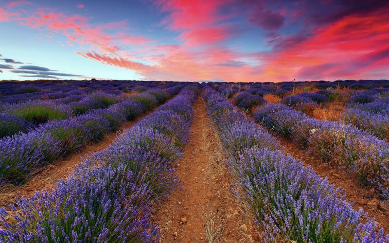 普罗旺斯什么时候是看薰衣草最佳时间？2