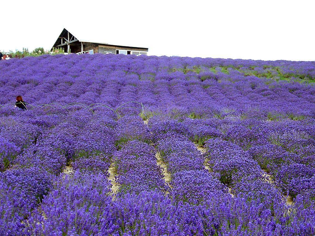 普罗旺斯什么时候是看薰衣草最佳时间？3