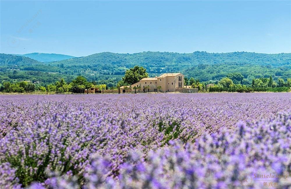普罗旺斯什么时候是看薰衣草最佳时间？4