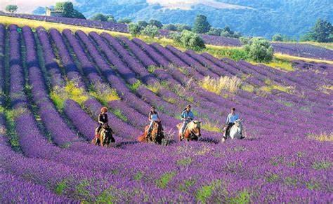在法国普罗旺斯探寻独属于自己的浪漫之旅1