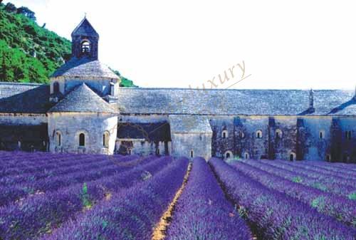 来普罗旺斯找个别墅住下来，等待薰衣草的绽放2