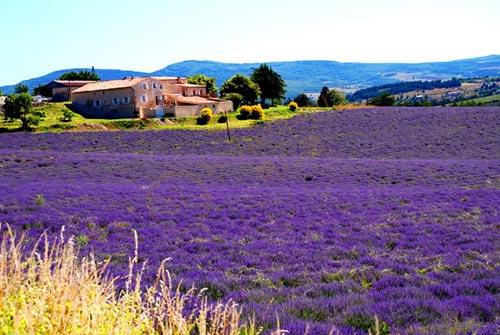 来普罗旺斯找个别墅住下来，等待薰衣草的绽放3