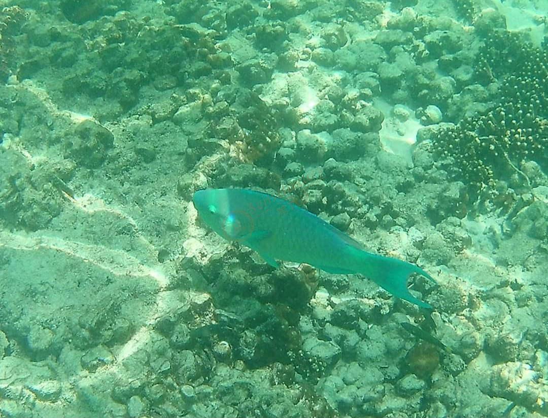 马来西亚旅行的正确打开方式，兰卡威四日三晚自由行7