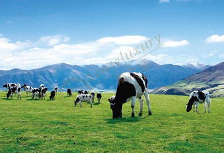 来到新西兰，就不能不知道新西兰特产3