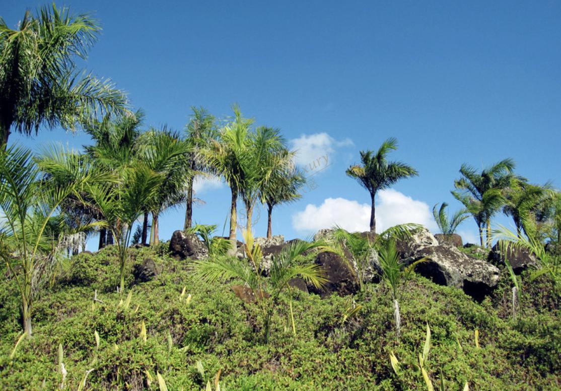 准备去毛里求斯旅游的人要注意了！这几件事不能做！5
