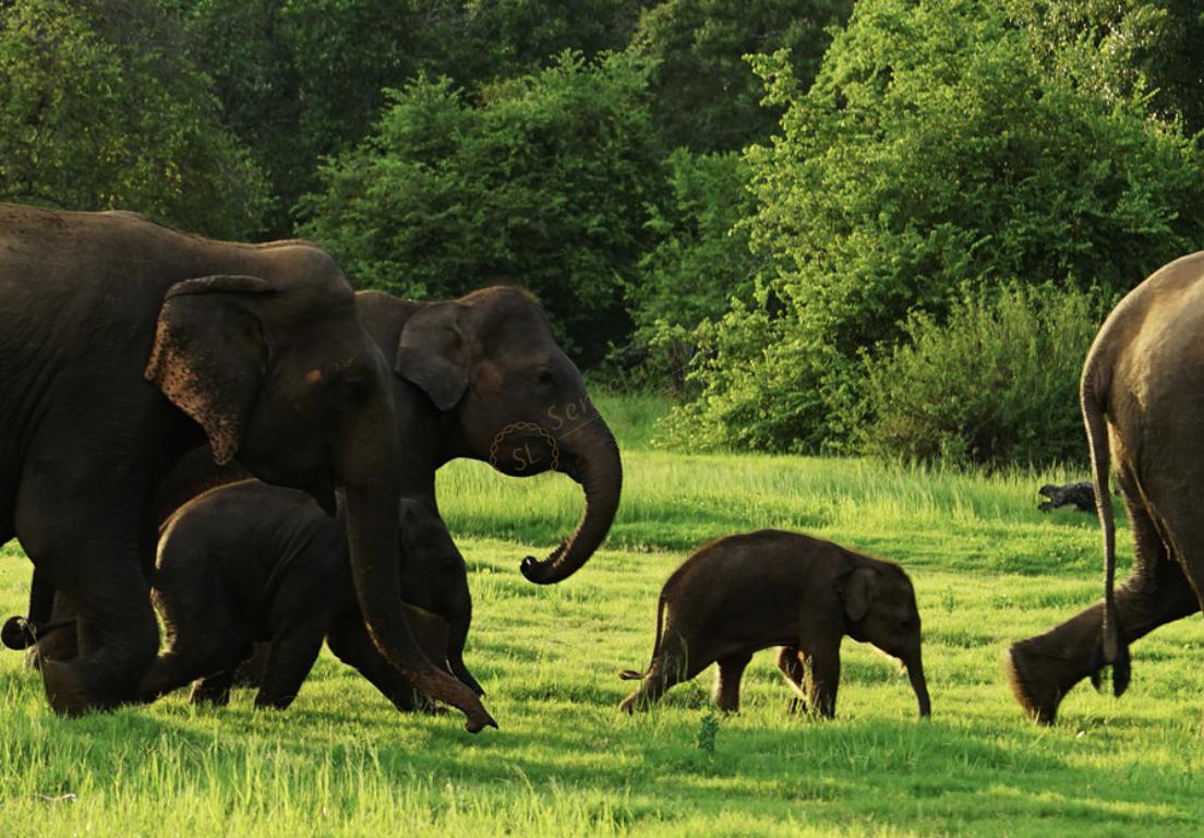 斯里兰卡旅游需要多少花费,斯里兰卡旅游费用2