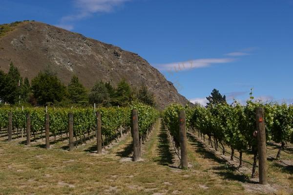 世界美酒地之新西兰都有哪些知名酒庄？3