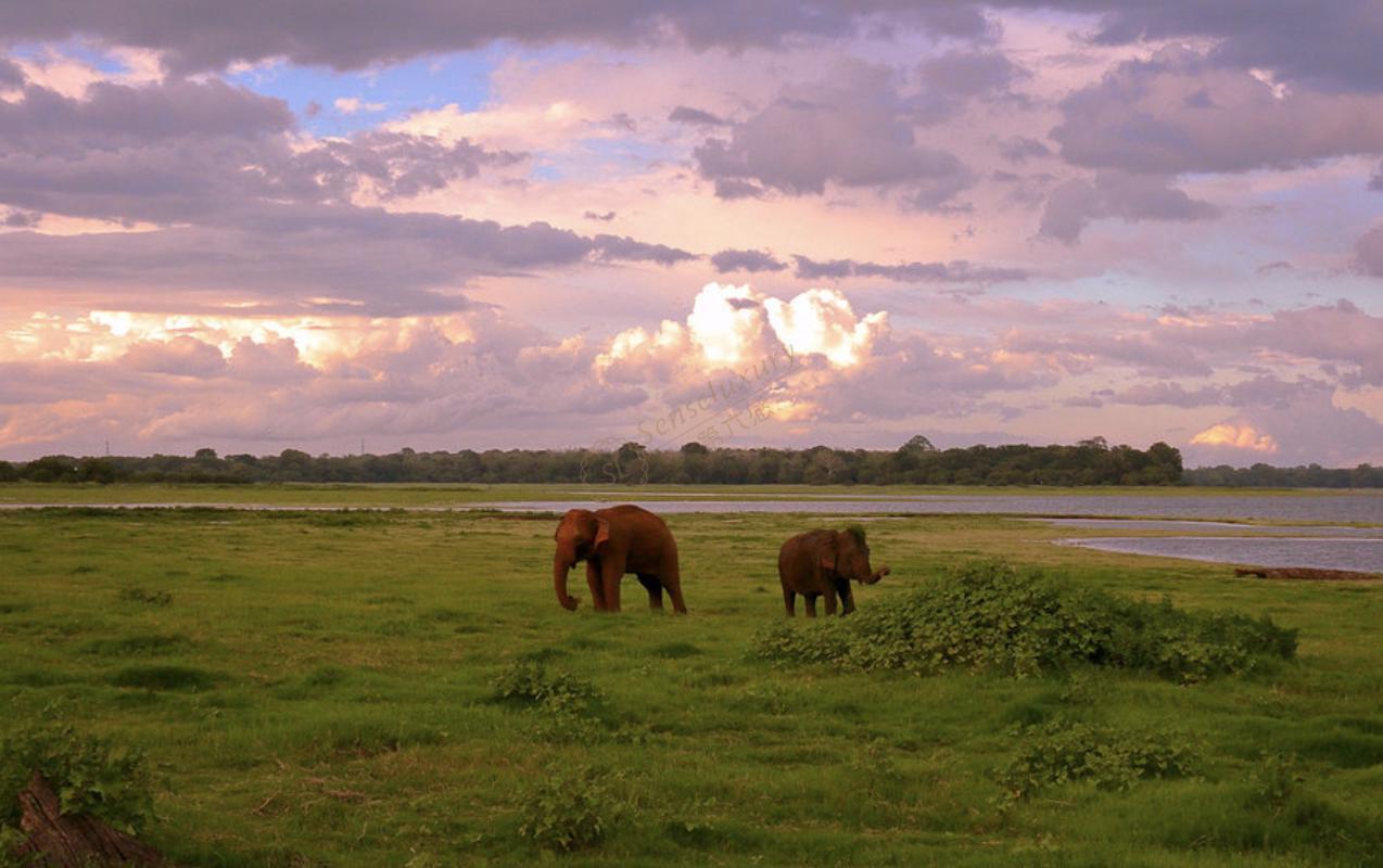 分享一下2020最新斯里兰卡旅游攻略3