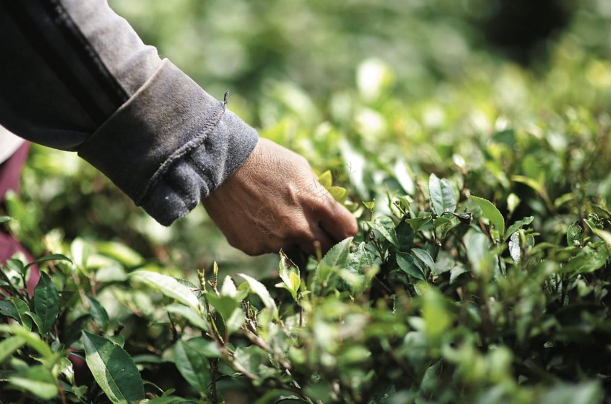 分享一下2020最新斯里兰卡旅游攻略6