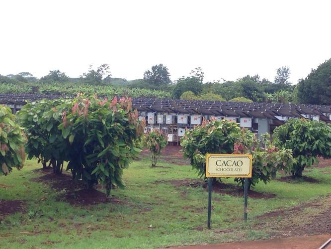 迷人海岛——夏威夷五天自由行之旅5
