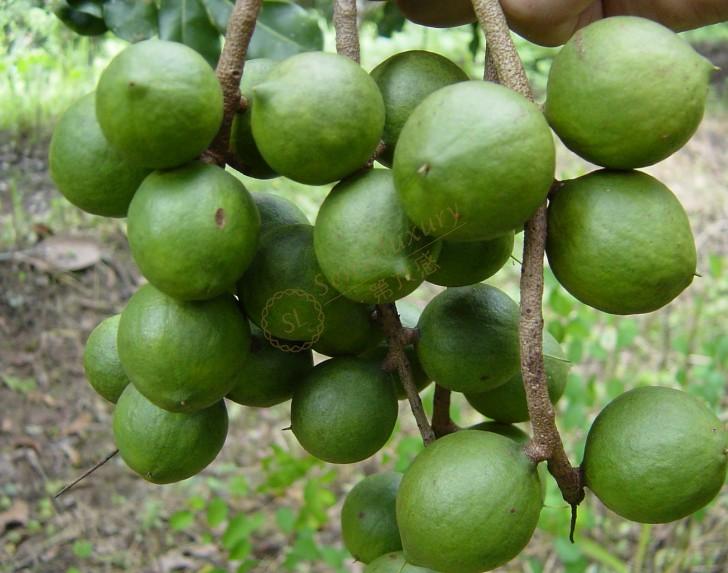 夏威夷不可错过的特产之夏威夷果2