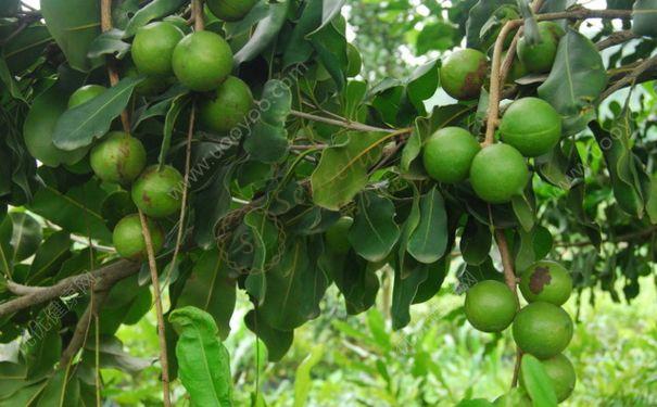 夏威夷不可错过的特产之夏威夷果4