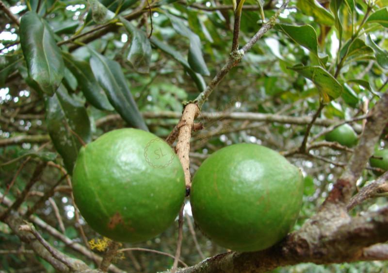 夏威夷不可错过的特产之夏威夷果5