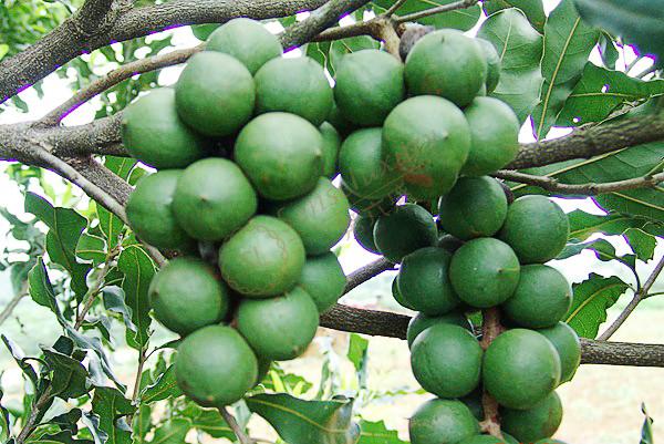 夏威夷不可错过的特产之夏威夷果6