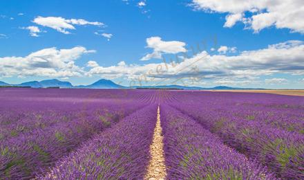 普罗旺斯除了薰衣草，还有这几个景点值得玩！2