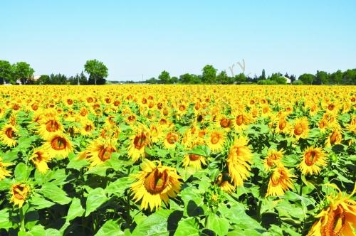 这里有你想要的一切，普罗旺斯自由行攻略4