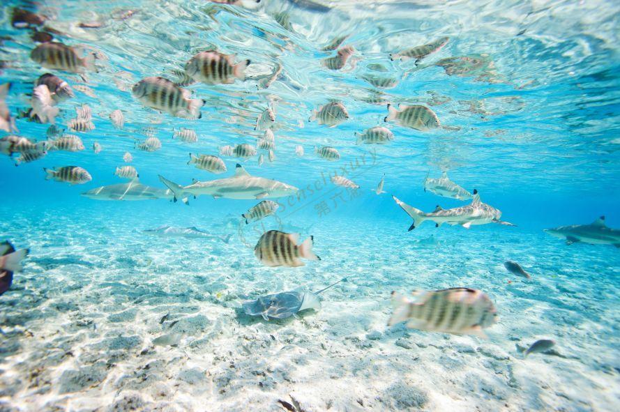 到大溪地度假，要怎么样玩才能玩的开心2