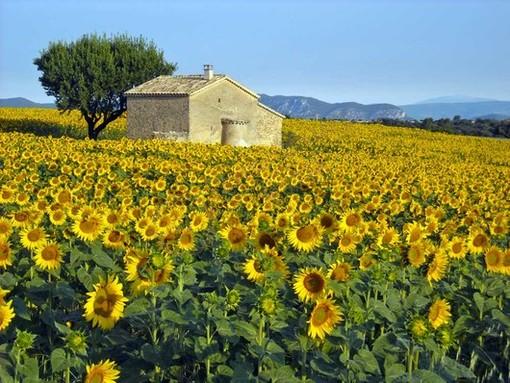 法国轻奢之旅，普罗旺斯旅游消费清单1