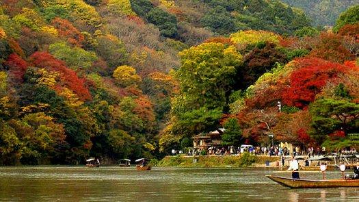 日本京都都有哪些地方适合看樱花呢？1