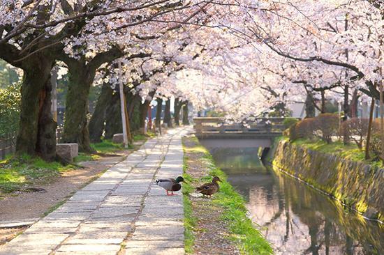 日本京都都有哪些地方适合看樱花呢？5