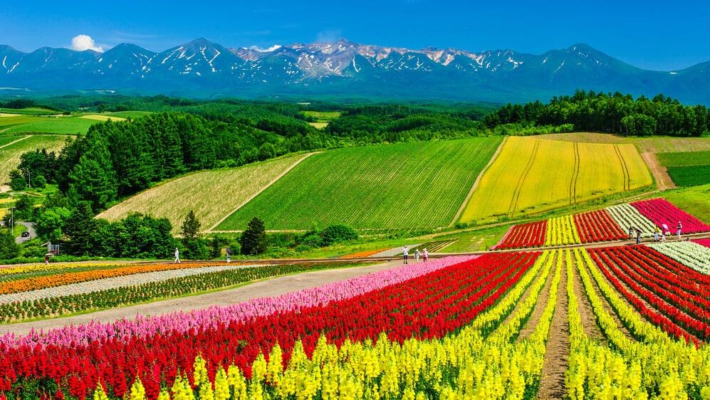 北海道经典6日自由行,值得用脚步去丈量的美4