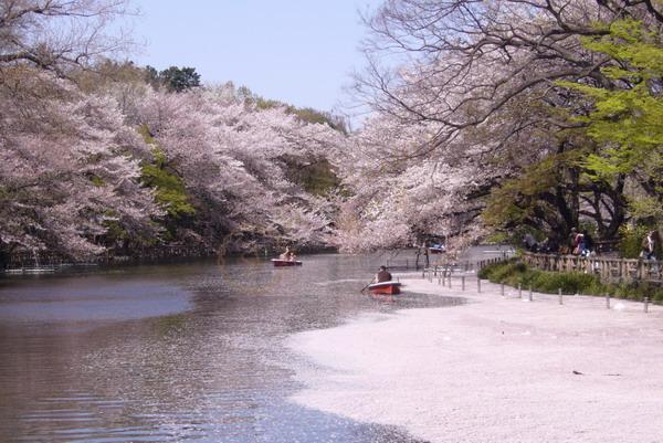 去东京自助游的你，千万不要错过这几个热门景点1