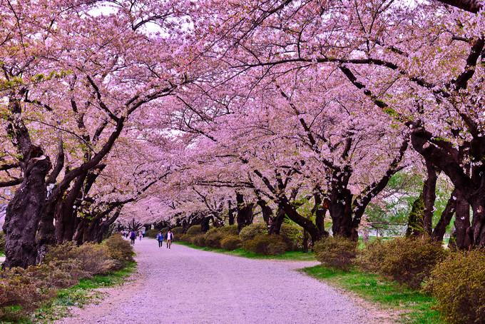 在北海道邂逅不一样的美，北海道旅游攻略1