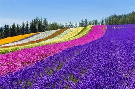 北海道是一个非常适合一家人度假的首选地1