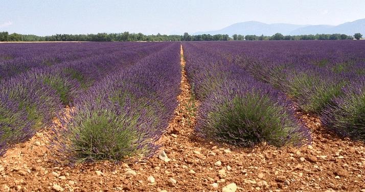 普罗旺斯最经典的薰衣草路线怎么走？5