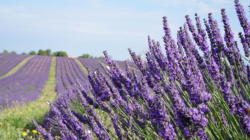 普罗旺斯最经典的薰衣草路线怎么走？6