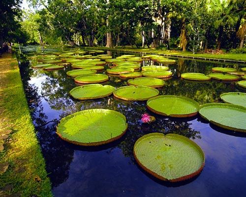 去毛里求斯度假不可错过几件事!4