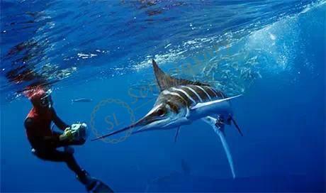 去毛里求斯度假不可错过几件事!7