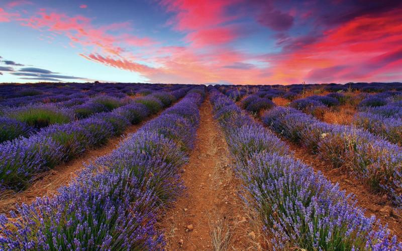 普罗旺斯观赏薰衣草攻略,慢慢体会她的美好1