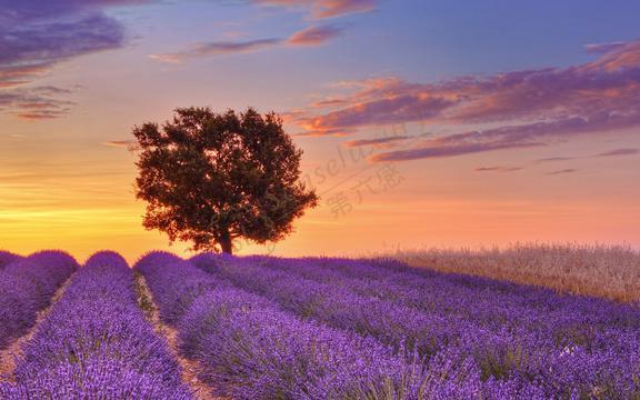 普罗旺斯观赏薰衣草攻略,慢慢体会她的美好2