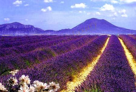 普罗旺斯观赏薰衣草攻略,慢慢体会她的美好4