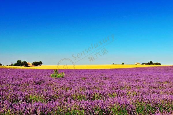 普罗旺斯观赏薰衣草攻略,慢慢体会她的美好6