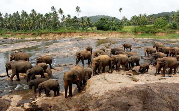 斯里兰卡旅游景点大全，也能体验到“非洲风情”1