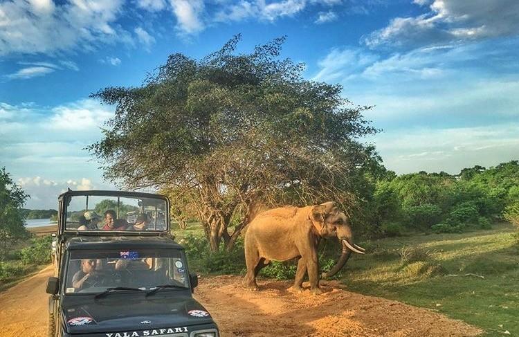 斯里兰卡旅游景点大全，也能体验到“非洲风情”3